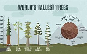 Image result for Tallest Tree World Record