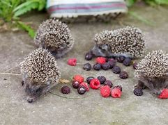 Image result for Pet Hedgehog Food