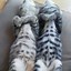 Image result for Funny Cat Memes Sleep