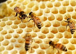 Image result for Local Honey