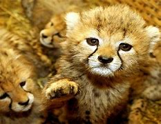 Image result for Super Cute Wild Animals