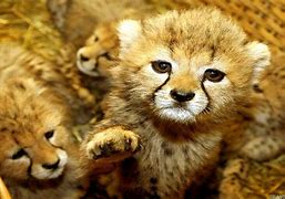 Image result for Cute Wild Animals Photography