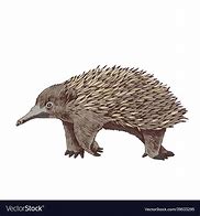 Image result for Cute Echidna Drawing