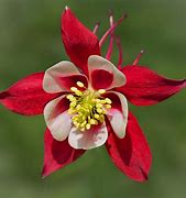 Image result for Aquilegia flabellata Red and White