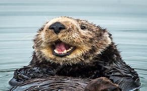 Image result for Otter Noises