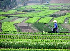 Image result for Agriculture Farming Crops