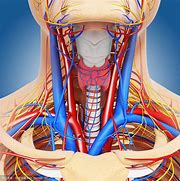Image result for Arteries in Your Neck