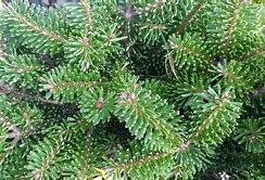 Image result for Abies nordmanniana Munsterland