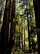Image result for 2100 Trees