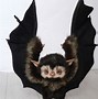 Image result for Flying Fox Bat Plush