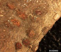 Image result for Phyllosticta Citricarpa