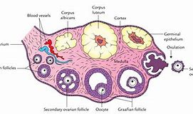Image result for Human Ovary Cell Diagram