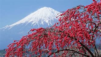 Image result for Japan Winter Tree Desktop Wallpaper 4K