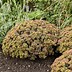 Image result for Sedum Coraljade