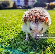 Image result for Domestic Hedgehog