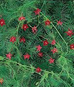 Image result for Cypress Vine Flower Seeds