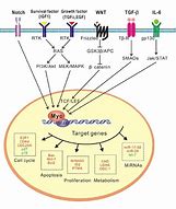 Image result for MYC Signaling Pathway