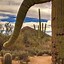 Image result for Cactus Forest