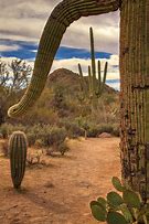 Image result for Cactus Forest