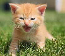 Image result for Cat Puns Meow