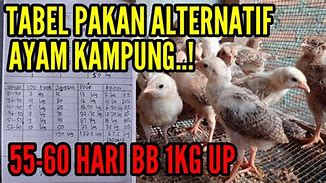 Image result for Berapa Harga Anak Ayam Broiler