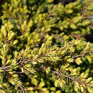 Image result for Juniperus chinensis Goldschatz