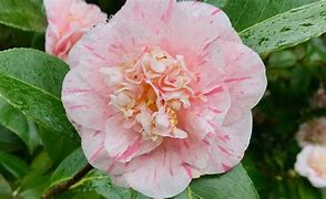 Image result for Camellia japonica 