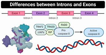 Image result for Label Introns and Exons