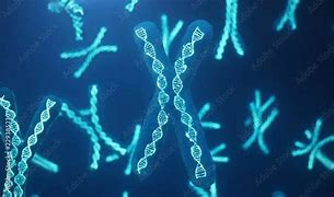 Image result for Unreplicated Chromosome