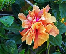 Image result for Exotic Lucie