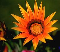 Image result for Orange Spiky Flower