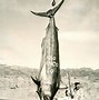Image result for Largest Fish in the Ocean