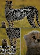 Image result for Funny Cheetah Memes