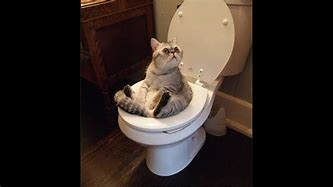 Image result for Funny Cat in Toilet