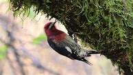 Image result for Sphyrapicus ruber