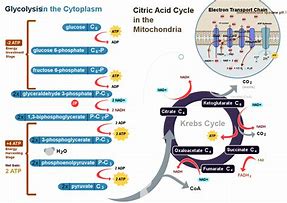 Image result for Cellular Respiration Simplified