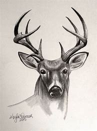 Image result for Deer Face Pencil Drawing