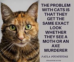 Image result for Funny Cat Quotes and Sayings
