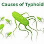 Image result for Typhoid Fever Transmission