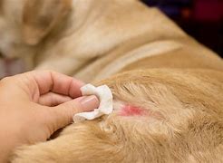 Image result for Allergic Dermatitis Dogs