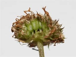 Image result for jasione_montana