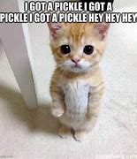 Image result for Pickle Cat Meme