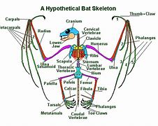 Image result for Bat Anatomy Diagram