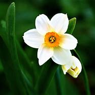 Image result for Narcissus Geranium