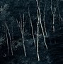 Image result for Light and Dark Forest