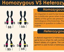 Image result for Homozygosity and Heterozygosity