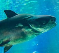 Image result for What Is the Biggest Fish in the World