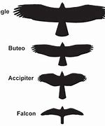 Image result for Identify Bird by Shape