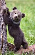Image result for Cute Little Bear
