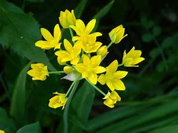 Image result for Allium moly